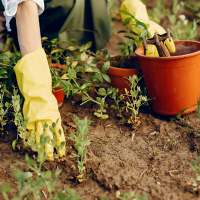 Horticultura Orgânica